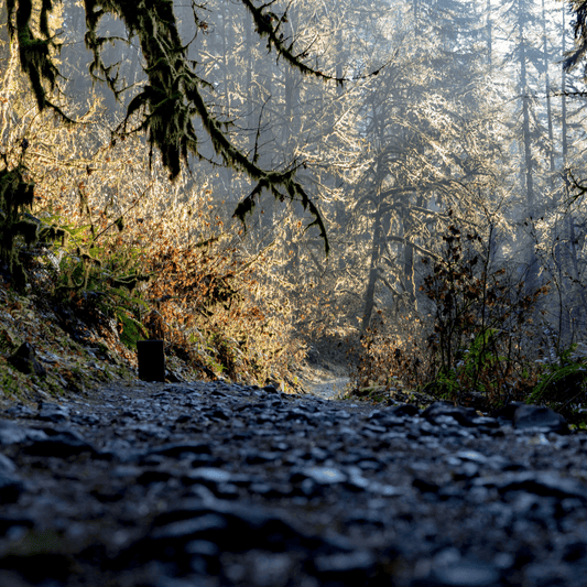 Scenic hiking trail through a lush forest
