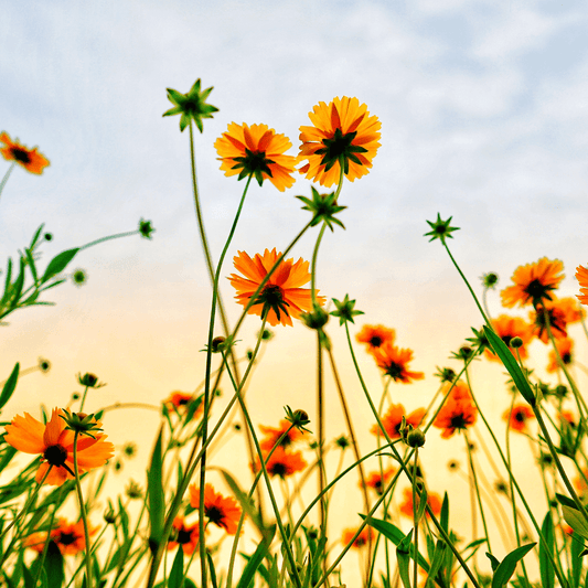 Field of Wildflowers at Sunset - Embracing the Beauty of Nature