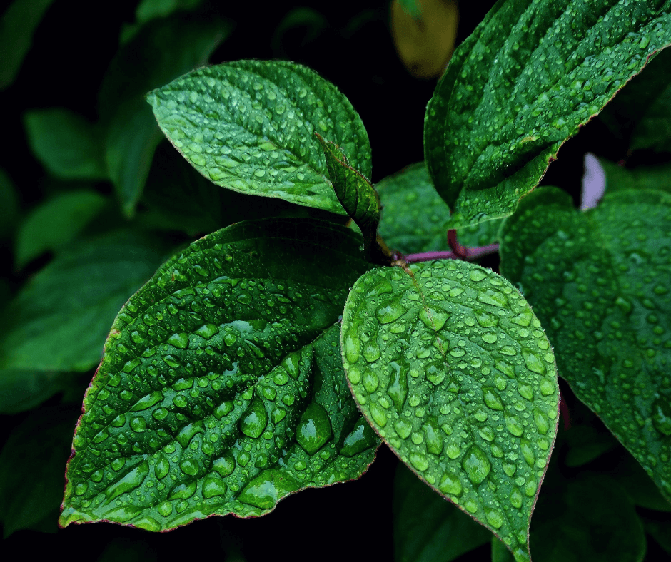 Fresh mint plant thriving in the wild, ready for foraging and culinary exploration