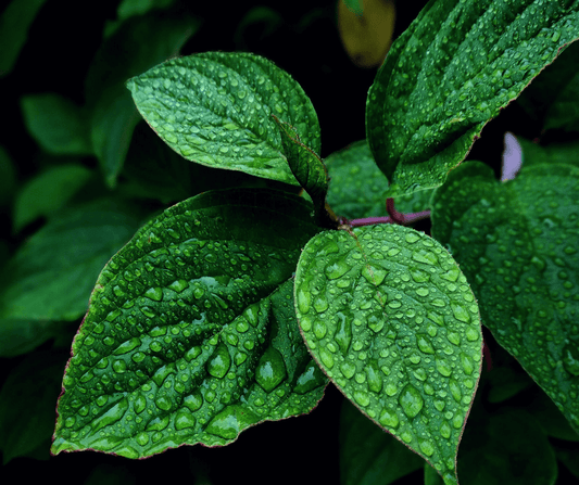 Fresh mint plant thriving in the wild, ready for foraging and culinary exploration