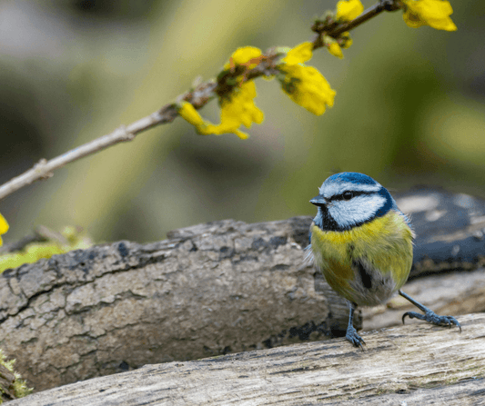 A colorful bird perched on a branch in a lush forest habitat, ideal for bird watching enthusiasts.