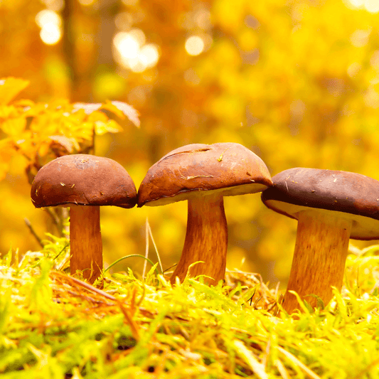 Beautiful and diverse mushrooms growing in the lush green forest - a sight to behold