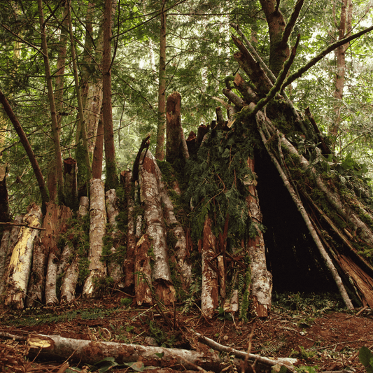 A beautifully constructed survival shelter made from natural materials in the wilderness.