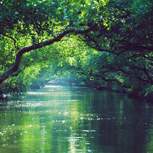 Majestic forest river surrounded by lush greenery, showcasing the role of forests in the water cycle