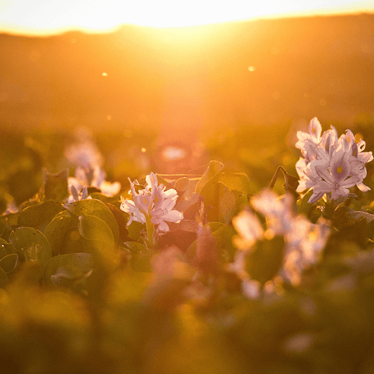 A field of vibrant flowers basking in the warm rays of the sun, showcasing the power of sunlight for plant growth and beauty.