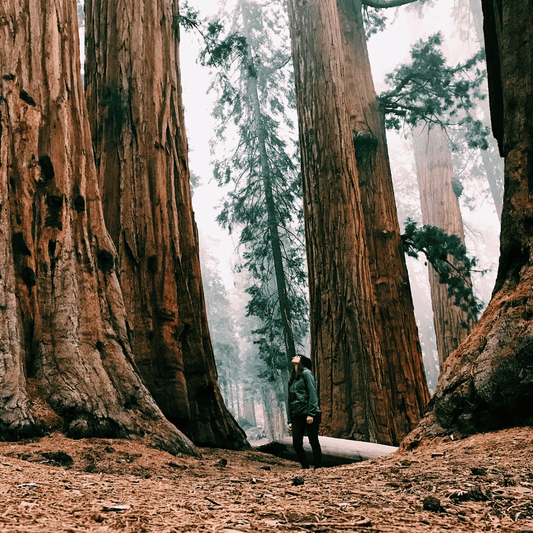 Man exploring the redwood forest, surrounded by towering trees and lush vegetation.