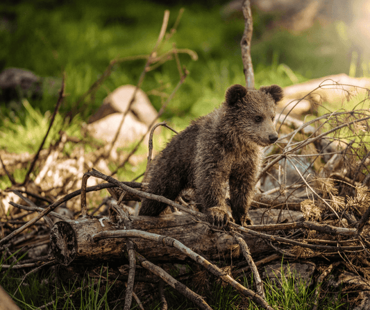 Adorable baby bear exploring the lush forest habitat, a perfect example of wildlife photography in its natural setting
