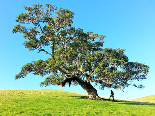 Man admiring the natural beauty of a mature, tall, and shaped tree on a field