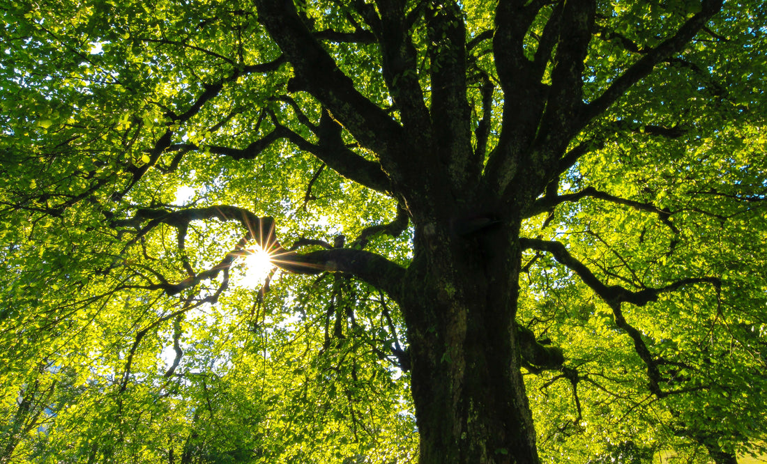 A majestic tree standing tall in a forest