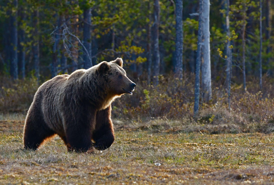 A majestic bear walking through the forest, reminding us to respect nature and be prepared for wild animal encounters